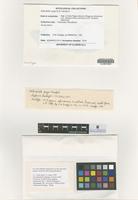 Holotype of Asteridiella pygei Hansf. [family NOT ON SHEET]