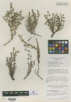 Paratype of Galium serpenticum Dempster ssp. dempster and ehrend. warnerense [family RUBIACEAE]