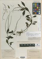 Isotype of Peperomia valliculae Trel. [family PIPERACEAE]