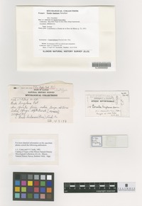 Isotype of Torula tingitana Pat. [family NOT ON SHEET]