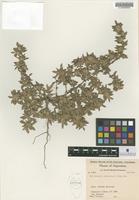 Isotype of Guilleminea chacoensis Pedersen [family AMARANTHACEAE]