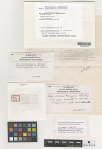 Isolectotype of Torula circinans Roum. and Pat. [family NOT ON SHEET]