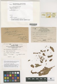 Holotype of Phyllosticta circuligerens Tehon and E. Y. Daniels [family BOTRYOSPHAERIACEAE]