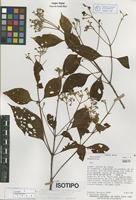 Isotype of Rondeletia tayloriae Lorence [family RUBIACEAE]