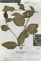 Holotype of Struthanthus acostensis L. A. González & J. F. Morales [family LORANTHACEAE]