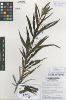 Holotype of Hoffmannia stephaniae L. A. González & Poveda [family RUBIACEAE]