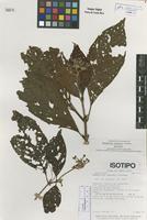 Isotype of Rondeletia chaconii Lorence [family RUBIACEAE]