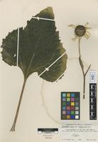 Holotype of Helianthus annuus L. subsp. texanus Heiser [family ASTERACEAE]