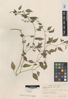 Type of Capsicum cardenasii Heiser & P.G.Sm. [family SOLANACEAE]
