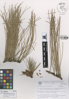Isotype of Pinus luzmariae Pérez de la Rosa [family PINACEAE]