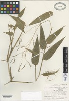 Isotype of Aulonemia longipedicellata Renvoize [family POACEAE]
