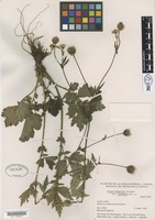 Isotype of Geum aleppicum Jacq. var. cuneatum B.Boivin [family ROSACEAE]