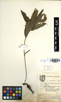 Filed as Eriosema shirense Baker f. [family FABACEAE]