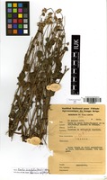 Filed as Emilia discifolia (Oliv.) C.Jeffrey [family ASTERACEAE]