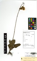 Filed as Conyza subscaposa O.Hoffm. [family ASTERACEAE]