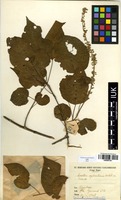 Filed as Croton sylvaticus Hochst. [family EUPHORBIACEAE]