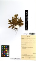 Filed as Conyza subscaposa O.Hoffm. [family ASTERACEAE]