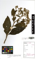 Filed as Vernonia amygdalina Delile [family ASTERACEAE]