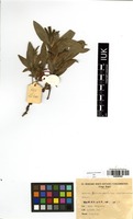 Filed as Eriosema shirense Baker f. [family FABACEAE]