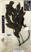 Filed as Spathodea campanulata P.Beauv. [family BIGNONIACEAE]