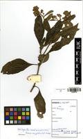 Filed as Vernonia amygdalina Delile [family ASTERACEAE]