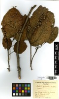 Filed as Croton sylvaticus Hochst. [family EUPHORBIACEAE]