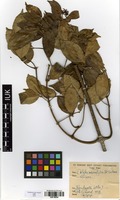 Filed as Alafia microstylis K.Schum. [family APOCYNACEAE]