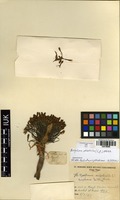 Filed as Boophone disticha (L.f.) Herb. [family AMARYLLIDACEAE]
