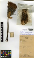 Filed as Boophone disticha (L.f.) Herb. [family AMARYLLIDACEAE]