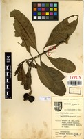 Filed as Voacanga thouarsii Roem. & Schult. [family APOCYNACEAE]