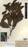 Filed as Turraea nilotica Kotschy & Peyr. [family MELIACEAE]