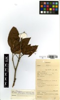 Filed as Moghania grahamiana (Wight & Arn.) Kuntze [family FABACEAE]