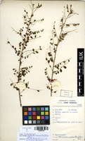Filed as Phyllanthus nummulariifolius Poir. [family EUPHORBIACEAE]