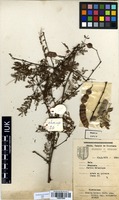 Acacia kirkii in Global Plants on JSTOR