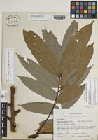 Isotype of Talisia hexaphylla Valh ssp. elegans Acev-Rodr. [family SAPINDACEAE]