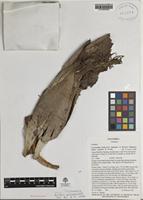 Paratype of Cryosophila kalbreyeri (Dammer ex Burret) Dahlgren subsp. cogolloi [family ARECACEAE]