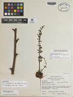 Isotype of Talisia hexaphylla Valh ssp. elegans Acev-Rodr. [family SAPINDACEAE]
