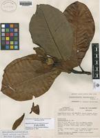 Paratype of Magnolia lenticellata Lozano (Govaerts) [family MAGNOLIACEAE]