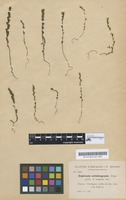 Type of Euphrasia salisburgensis Funck ex Hoppe [family SCROPHULARIACEAE]