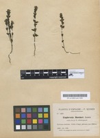 Type of Euphrasia borderi Sennen [family SCROPHULARIACEAE]