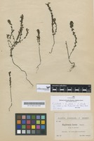 Filed as Euphrasia x luciae Sennen [family SCROPHULARIACEAE]