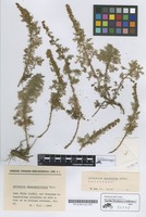 Holotype of Artemisia chamaemelifolia Vill. subsp. cantabrica M. Laínz [family COMPOSITAE]