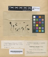 Type of Euphrasia sicardii Sennen [family SCROPHULARIACEAE]