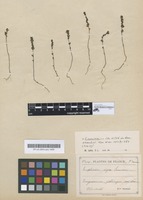 Type of Euphrasia nigra Sennen [family SCROPHULARIACEAE]