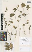 Filed as Potentilla aurea L. [family ROSACEAE]