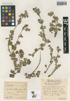 Syntype of Potentilla hirta L. variety ligustica Th. Wolf [family ROSACEAE]