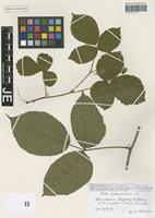 Syntype of Rubus pedemontanus Pinkw. [family ROSACEAE]