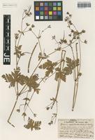 Holotype of Geranium decipiens Hausskn. [family GERANIACEAE]