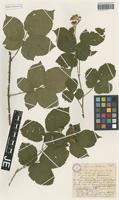 Type? of Rubus fabrimontanus Sprib. [family ROSACEAE]