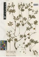 Original material of Potentilla thuringiaca Bernh. ex Link [family ROSACEAE]
